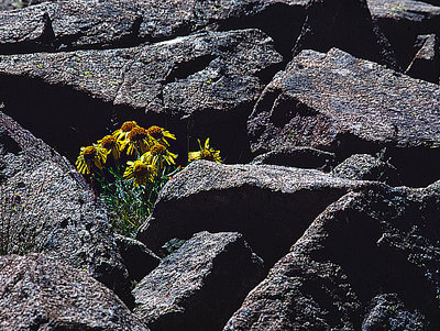 Bouquet on the Rocks