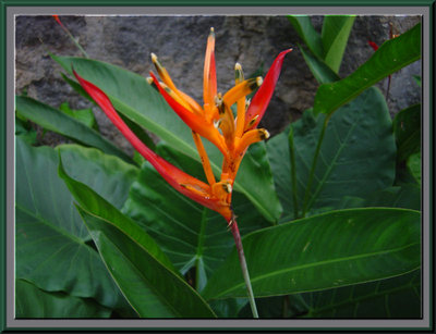 Heliconia psittacorum 