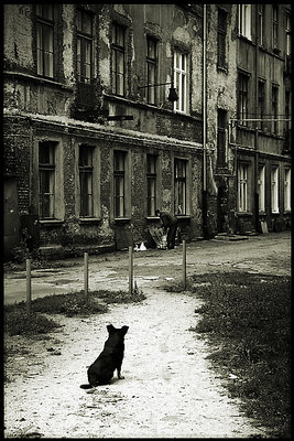 One Man Dog (with a man)