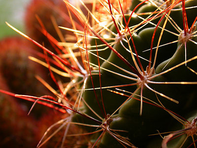 Cactus