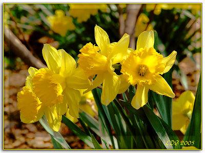 Daffodils