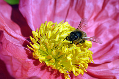 pink, yellow and bee
