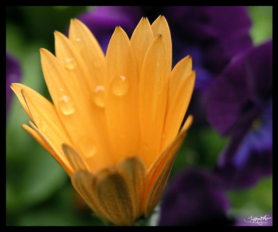 orange flower III