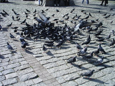 pigeons