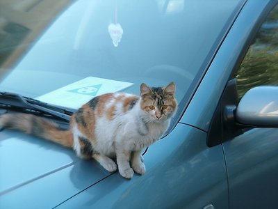 Cat on blue. 