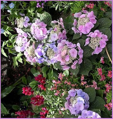 Flowers in the park (5)