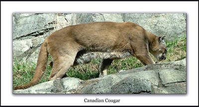 Canadian Cougar