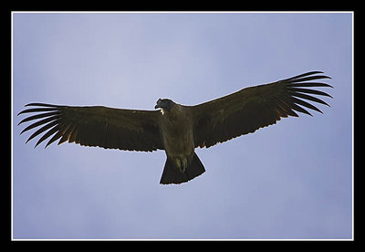 Immature Andean Condor