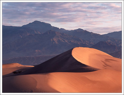 mesquite dawn