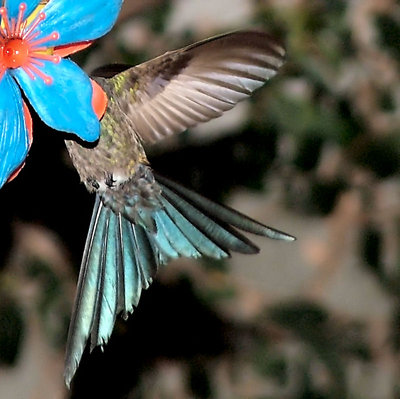 Hummingbird (23) female