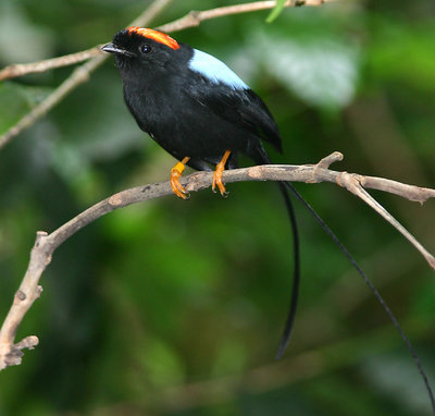 Long-tailed Manakin