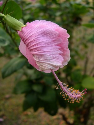 Hibiscus in fold