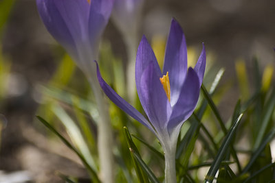 Springtime