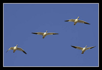 Snow Geese - 4 in formation