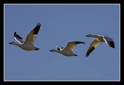 Snow Geese - 3 in formation