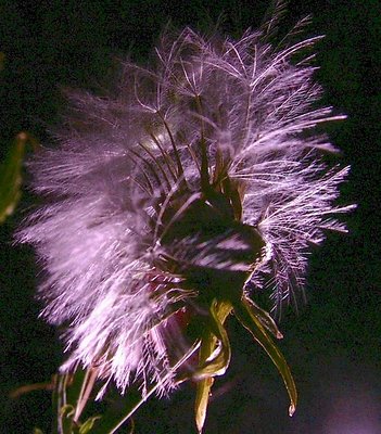 Dandelion b