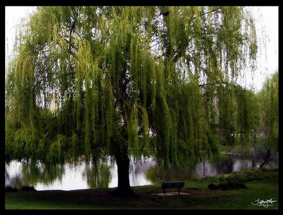 willow and bench