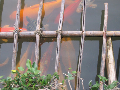 Koi Pond