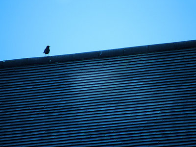 Bird On Roof
