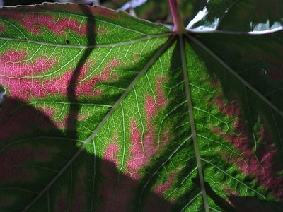 veins of a leaf 