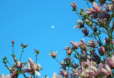 Magnolia Moon