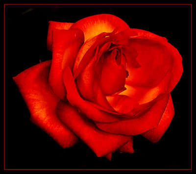 Fiery Rose