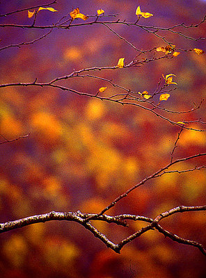 Branches and blurred Fall