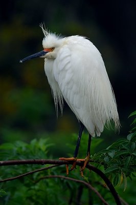 Feathered Friend