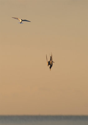 Attacking Tern