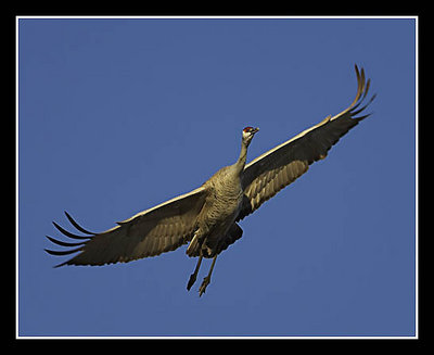 Sandhill Crane