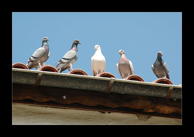 bird songs