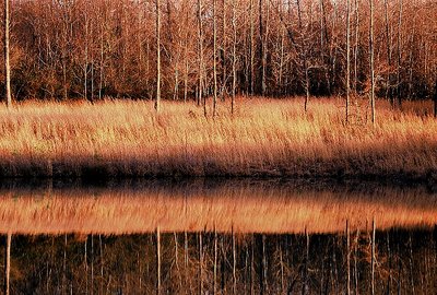 Reflections on a body of Water