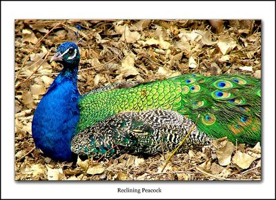 Reclining Peacock
