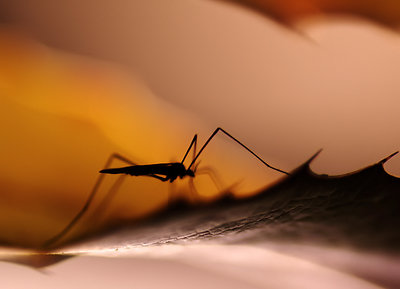 mosquito at sunset