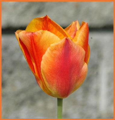 Fresh bloom