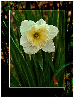 Daffodil