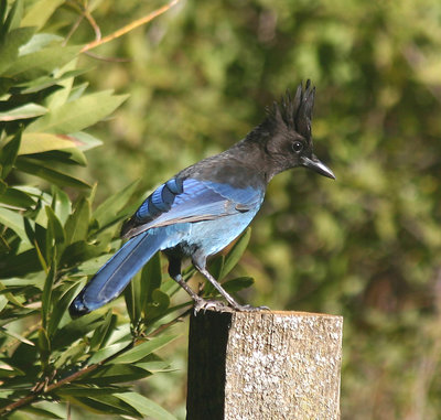 The Handsome Steller's Jay