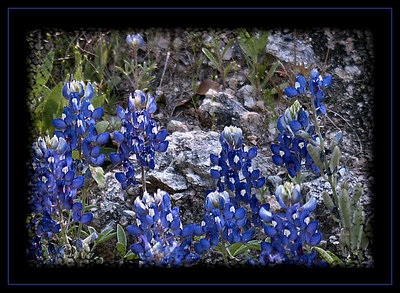 Hill Country Bluebonnets