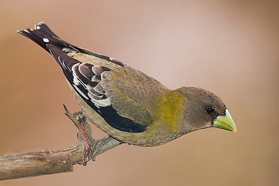 Female Evening Grosbeak