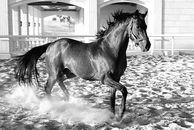 Elegant Horse