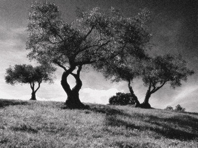 Olive Trees 3