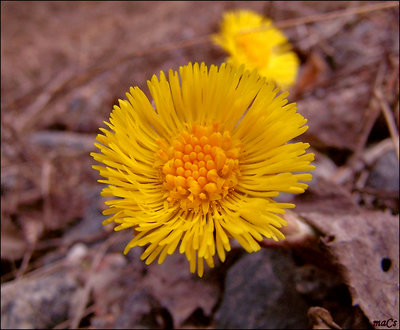 Coltsfoot #2