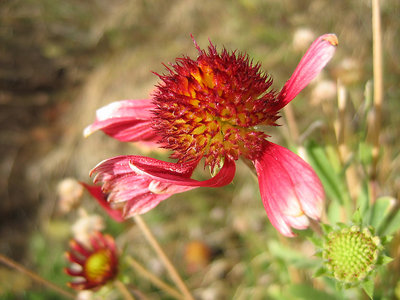 Strange Flower