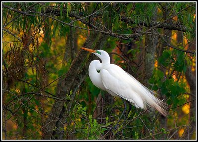 GREAT EGRET (Breeding Plumage)