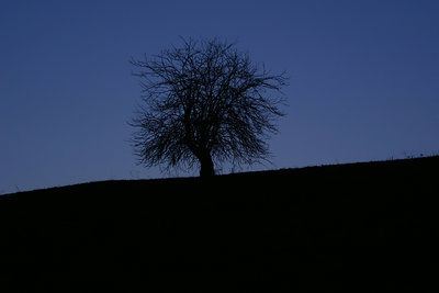 Monadnock Tree