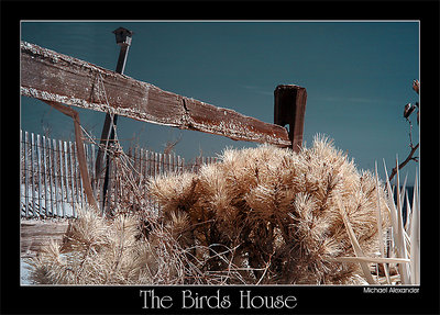 The Birds House