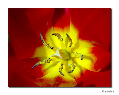 Tulip detail...