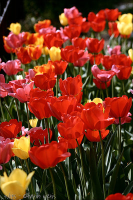 tulips - \\