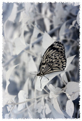 butterfly in infra red