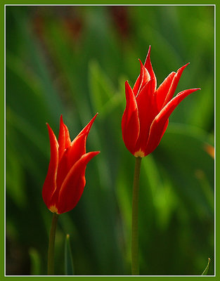 Fleur a'la Narabia